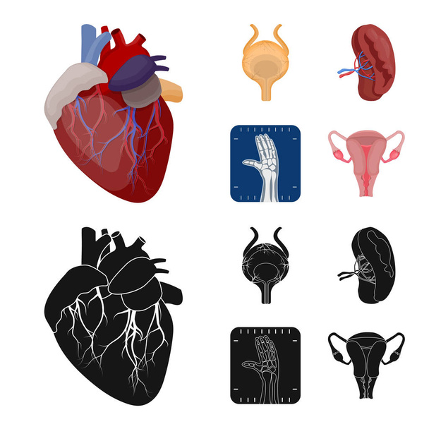 Vector illustration of body and human symbol. Set of body and medical vector icon for stock. - Вектор, зображення