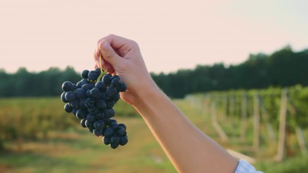 Grote sappige trossen rijpe druiven in mannelijke handen bij de oogst tijd voor wijn. Mens die rijping van druiven test. - Video