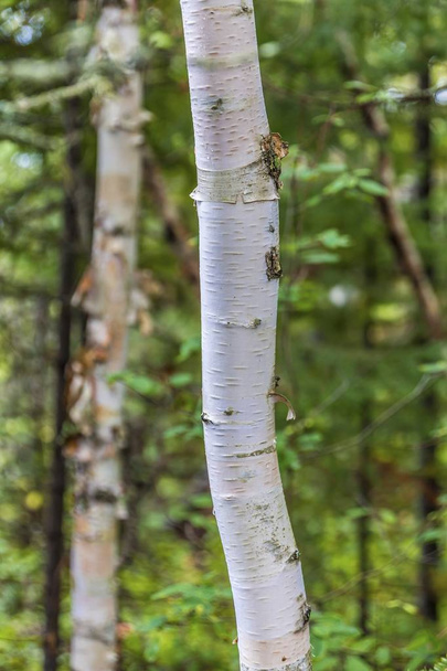 Bark on Birch - Photo, Image