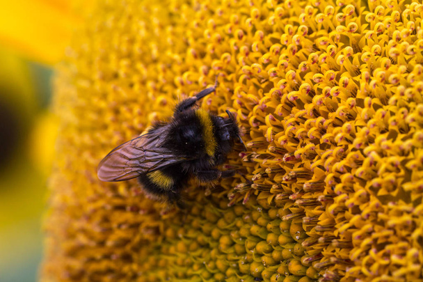 Imagem detalhada de uma abelha em uma planta de girassol
 - Foto, Imagem