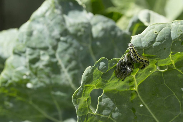 Кластер маленьких капустяних білих гусениць, і один великий, харчується листям рослини паростків брюсселя
 - Фото, зображення