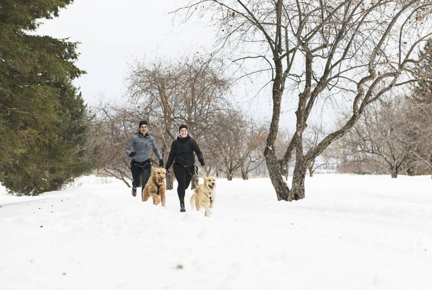 Canicross woman group Sled Dogs Pulling in winter season - Zdjęcie, obraz