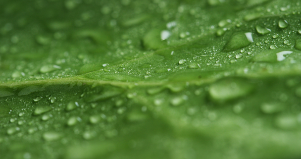close up, macro video of green leaf surface with water drops  - Footage, Video