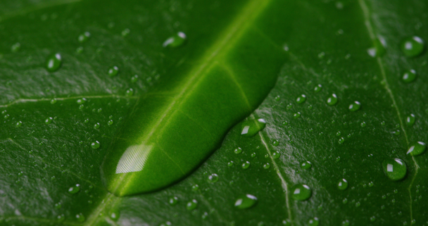 濡れた緑の葉表面のフルフレームのビデオ   - 映像、動画