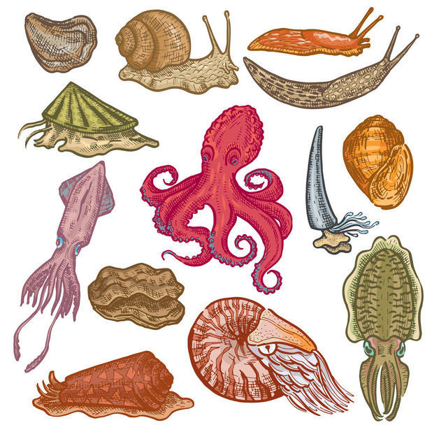 Shellfish vector marine animal octopus molluscs animalistic character octopi with tentacle oyster snail in sea illustration set of seafood cuttlefish devilfish isolated on white background - Vector, imagen