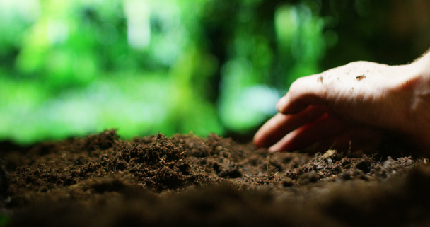video en cámara lenta de la persona plantando semillas en tierra marrón
  - Imágenes, Vídeo