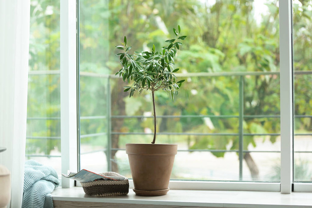 Pot with olive tree on window sill in living room - Foto, afbeelding