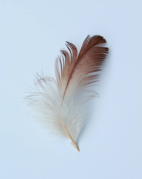 feather on white background - Foto, afbeelding