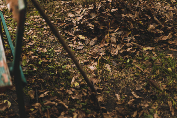 Hrábě s spadaného listí na podzim. - Fotografie, Obrázek
