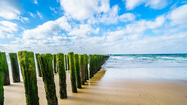 Posts de madeira de um sistema de proteção contra erosão de praia ao longo da praia na cidade de Vlissingen, na província de Zelândia, nos Países Baixos - Foto, Imagem
