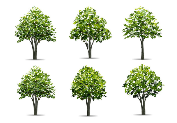 Συλλογή ρεαλιστικών δένδρων που απομονώνονται σε λευκό φόντο. Φυσικό αντικείμενο για σχεδιασμό τοπίου, πάρκο και εξωτερικό γραφικό. Εικονογράφηση διανύσματος. - Διάνυσμα, εικόνα