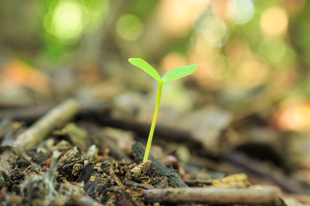 růst klíčení semen do lesa - Fotografie, Obrázek