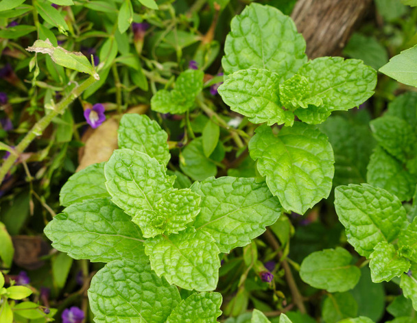 pappermint mint leaf fresh in garden - Photo, Image