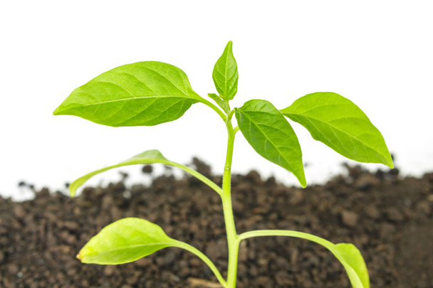 зелене дерево паростки рослини, що ростуть екології надії на білому тлі
 - Фото, зображення