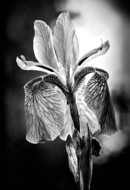 Zwart-wit foto van een Iris sibirica, beter bekend als Siberische iris of Siberische vlag, groeien in de weide dicht bij de Dnjepr in Kiev, Oekraïne, onder de zachte ochtendzon - Foto, afbeelding
