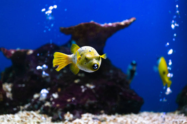 Close up beautiful fish in the aquarium on decoration of aquatic plants background. A colorful  fish in fish tank. - Foto, Imagem