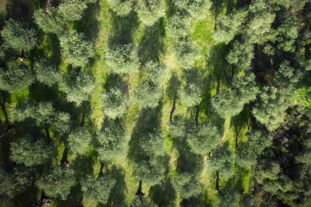 Vista aérea de una zona de olivar Versilia Italia Toscana
 - Foto, imagen