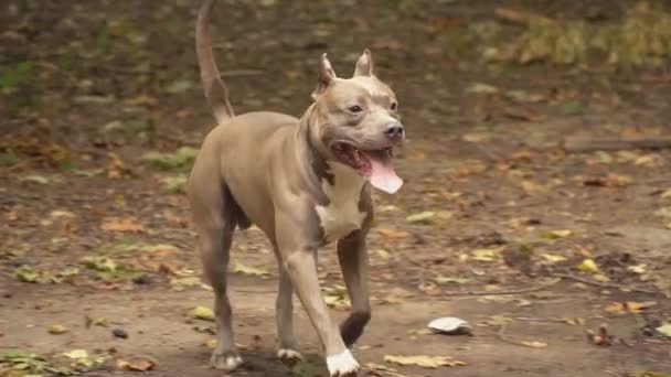 dog breeds stafford - Footage, Video