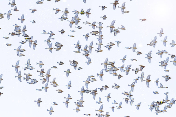 Різдвяні птахи літають у снігопаді
 - Фото, зображення