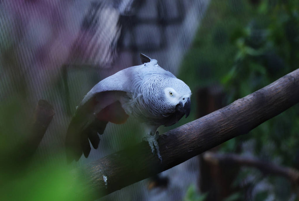 Серый попугай, стоящий на одной ноге на ветке. Смотря одним глазом на камеру
 - Фото, изображение