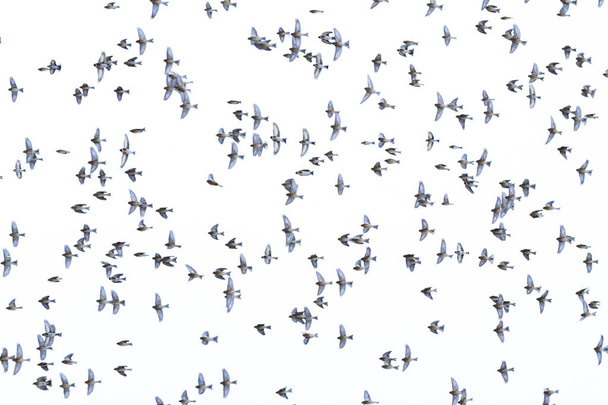 flock of birds flies nicely in the sky - Photo, Image