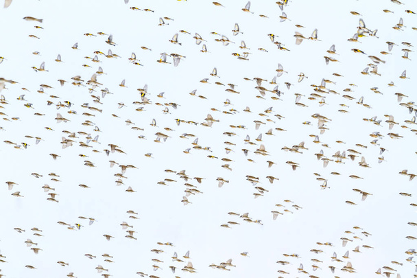 hundreds of birds fly in a stormy sky - Фото, изображение