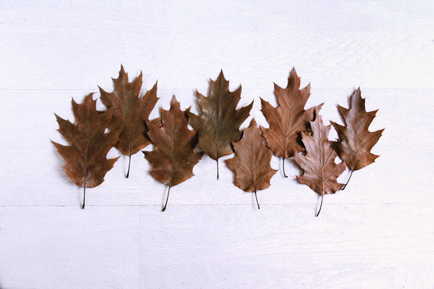Дубове листя на білому тлі з текстурою дерева. Фон з осіннім листям
. - Фото, зображення