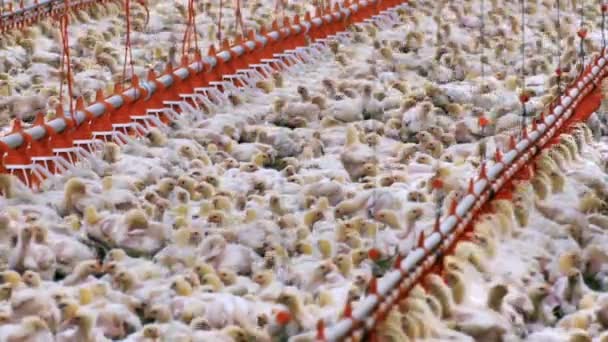 Pollos en una granja moderna / Pollos de engorde en una granja avícola moderna
 - Imágenes, Vídeo