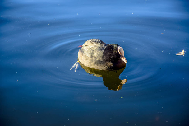 Canard nageant dans le lac Serpentine à Hyde Park, Londres, Royaume-Uni
 - Photo, image