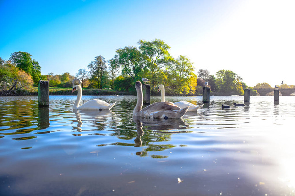 Cygnes nageant dans le lac Serpentine à Hyde Park, Londres, Royaume-Uni
  - Photo, image