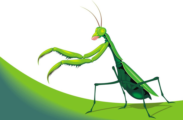 illusztrált mantis - Vektor, kép