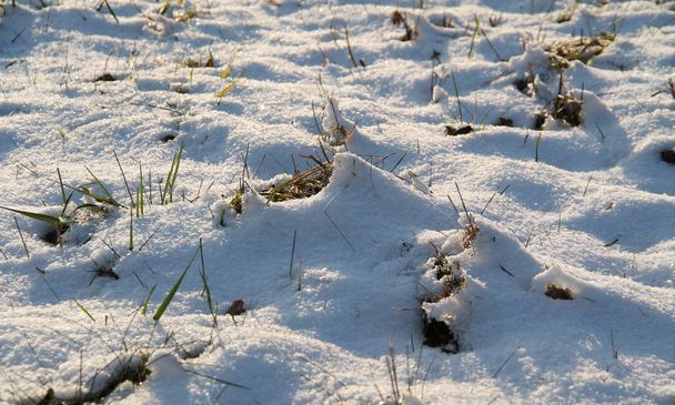 tráva, vyčnívající ze sněhu v zimě - Fotografie, Obrázek