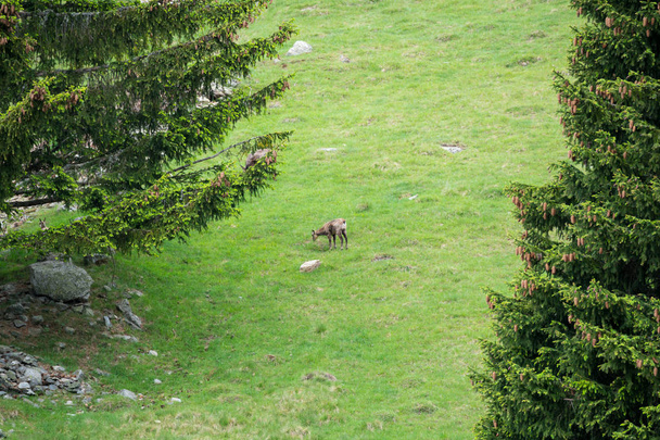 Az alpesi kőszáli kecske (Capra ibex), más néven a steinbock vagy a bouquetin, a Parc de Merlet Pointe de Lapaz hegyen, Mont Blanc, Les Houches, Haute-Savoie, Franciaország - Fotó, kép