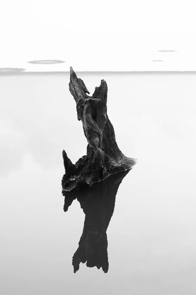 black and white photo of a stub of a dead tree jutting out from the water - Photo, Image