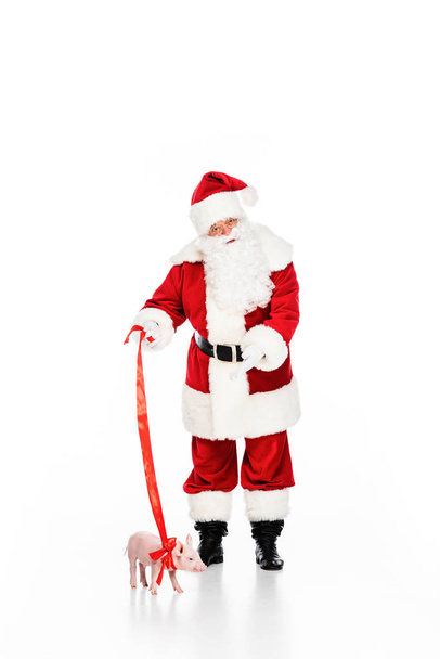funny santa claus with leashed piggy isolated on white - Foto, Imagen