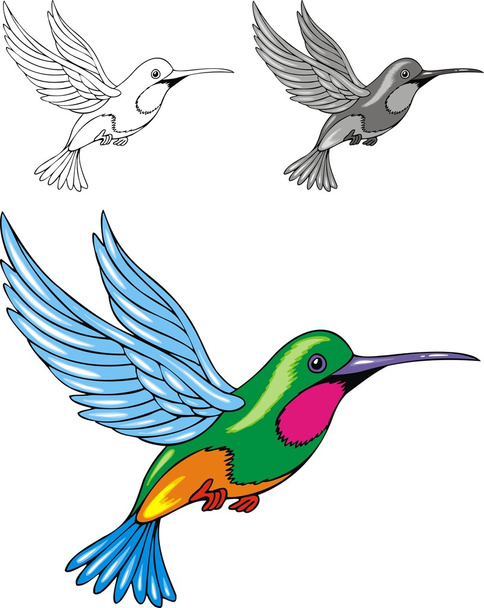 geïllustreerde kolibrie - Vector, afbeelding