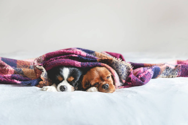2 匹の犬の sleepeing の暖かい毛布の下で一緒に - 写真・画像