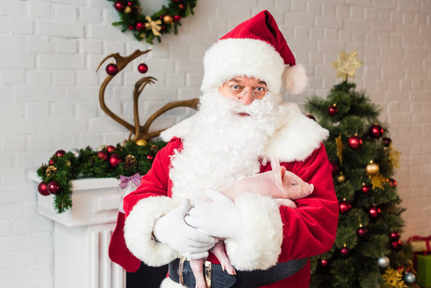 Санта Клаус держит очаровательную свинью и смотрит в камеру
  - Фото, изображение