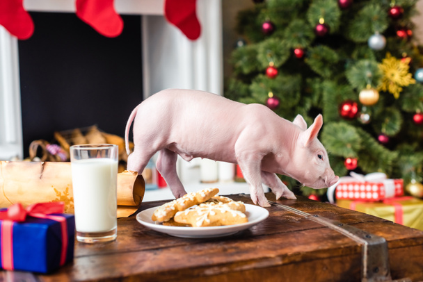 cute little pig on wooden chest with cookies and glass of milk at christmas time - Fotoğraf, Görsel