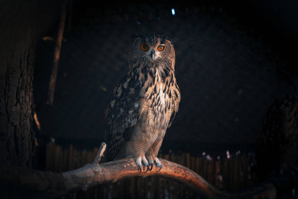 mysterious owl looking in eyes  - Φωτογραφία, εικόνα