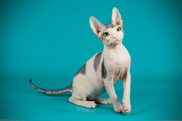 Studio photography of the cat of the don sphinx cat on colored backgrounds - Photo, Image