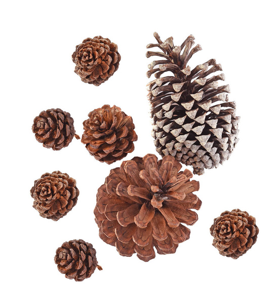 Top view of Big set cones various coniferous trees isolated on white background - Photo, Image