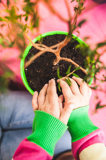 Replanting potted plant. The child plants flowers. Replanting indoor flower in a new pot. Children's hands closeup. - 写真・画像