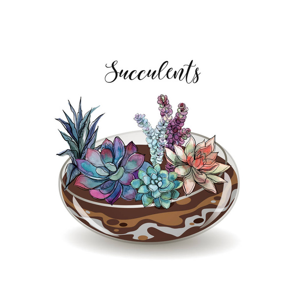 Succulents in glass aquariums. Flower decorative compositions. Graphics. Watercolor Vector - Vector, Image