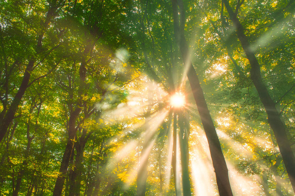 Morning sun beams in a rainforest - Photo, Image