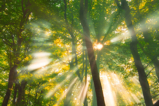 sluneční paprsky mezi stromy v lese - Fotografie, Obrázek