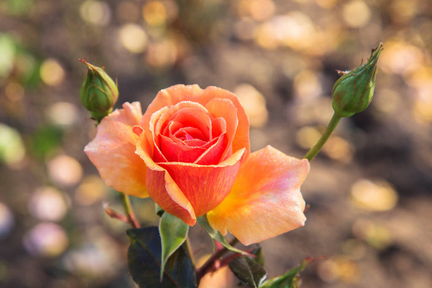 Morgenblume stieg. orange blühende Rosenblüte mit Tautropfen auf den Blütenblättern. Herbststimmung. natürlichen floralen Hintergrund. resistent gegen herbstliche Wetterrosen. - Foto, Bild