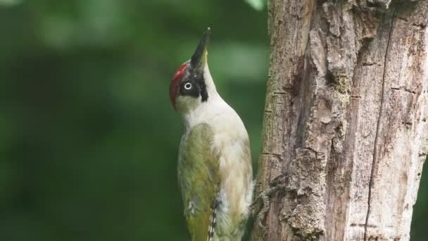 Yeşil ağaçkakan, Picus viridis, şube, Macaristan, Temmuz 2018 tek kuş - Video, Çekim
