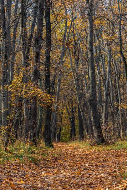 Η διαδρομή στο δάσος το φθινόπωρο καλυμμένο με τα πεσμένα φύλλα. Φθινοπωρινό κλαδί με σπόρους στον ήλιο. Το πιο λαμπρό χρόνο της φθινόπωρο είναι χρυσή φθινόπωρο. Δέντρα, πριν βουτήξουν στα ένας μακρύς ύπνος, ρίξει χρυσά ρούχα από ταχέως Κιτρίνισμα φύλλων. - Φωτογραφία, εικόνα