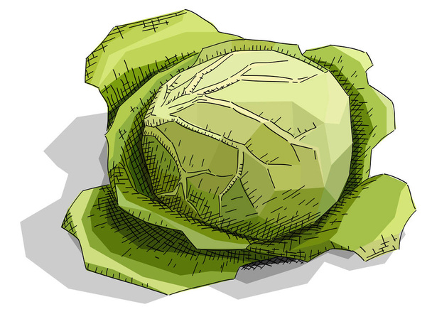 Vector illustration sketch of drawing fruit cabbage. - Vector, imagen